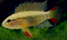 Apisto. tame — 4-5